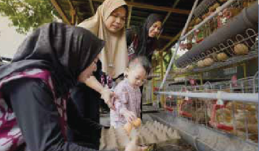 Budidaya Ayam & Bebek