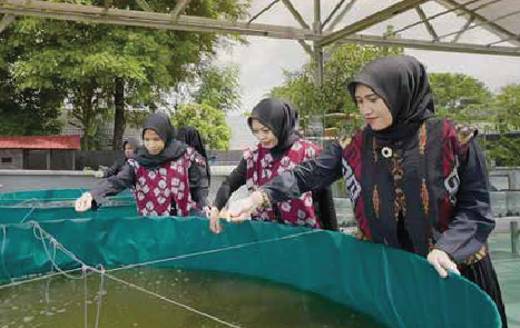 Budidaya Ikan Lele